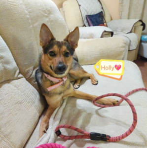 4 Things Older Dog Owners Should Know