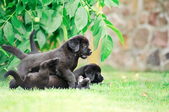 Teaching Your Puppy How to Play