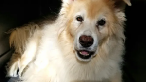 Top 10 Tips for Adopting a Deaf Dog