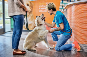 What Would You Do if Your Dog Got Sick on Holiday?